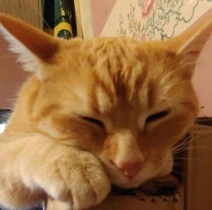 Meet your Posher, Charles